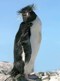 The southern rockhopper penguin or just rockhopper penguin, is a species of penguin closely related to the macaroni penguin. Rockhopper Penguin Penguin Facts And Information