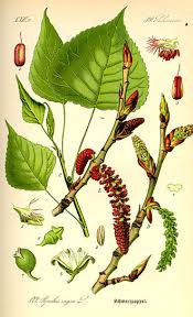 Image result for Salicaceae