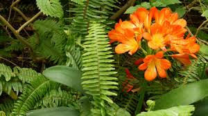 Hd wallpaper with bushes with orange flowers. 289 Kaffir Lily Flowers Stock Photos And Images 123rf