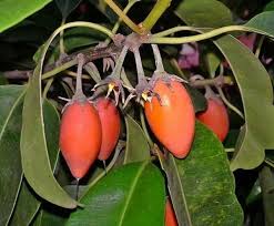 Image result for Mimusops elengi