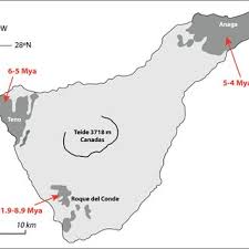 Image result for Diaphananthe lebelii