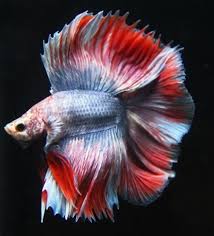 The fin coloration then progresses to a delicate clear/white coloration. Doubletail Super Delta Male Betta L Prestopets