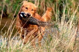 Sweetheart golden retrievers sweetheart golden retrievers in loveland colorado is owned and operated by melissa wren… pricing & deposits if you would like to reserve a sweetheart golden puppy, you can do so. Hunter S Goldstrike Golden Retrievers
