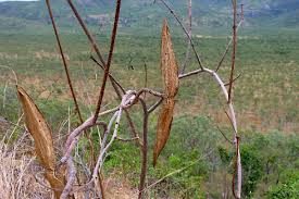 Image result for Cryptolepis obtusa