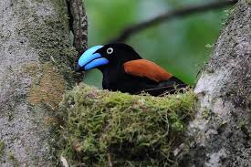 Image result for Vangueria vestita