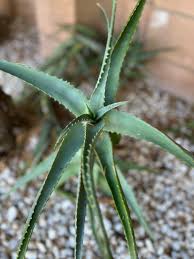 Image result for Aloe arborescens
