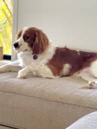 Ollie's sample has finally arrived at Embark labs! : r/DoggyDNA