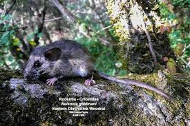 Image result for Nelsonia