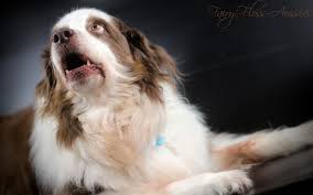 Check spelling or type a new query. Mini Aussie Zuchter Mini Aussie Welpen Fairy Floss Mini Aussies Miniature Australian Shepherd