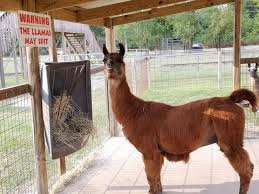 Top premier petting zoo and animal show in houston. The 5 Best Petting Zoos Around Houston Care Com