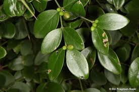 Image result for Carissa spinarum