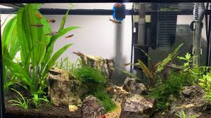 5 Of The Best Led Lights For Your 10 Gallon Fish Tank 2020