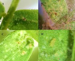 Image result for Tetranychidae grapevine
