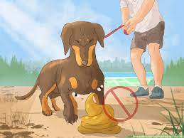 How To Make Your Dog Stop Sleeping In Your Bed 15 Steps