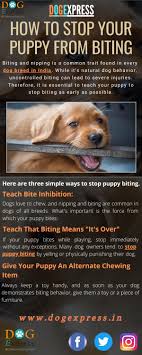 Time out can be used for puppy biting. How To Stop Your Puppy From Biting By Dogexpress Issuu