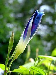 Bud In Sunlight Morning Glory Flowers Morning Glory Garden Vines