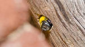 Bee and hornet freeze is fast working and will control any large wasp, bee or other insect. What To Know About Nj Carpenter Bees Allison Pest Control Since 1917