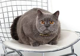 A cat that resembles a teddy bear—this sums up the physical characteristic of a british shorthair. Meet The Must Have British Shorthair Breed Which Is Loved By Celebrities Daily Mail Online