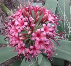 Image result for Ammocharis tinneana