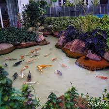 Selain nantinya menjadi nutrisi alami yang dapat dikonsumsi, fungsi dari tanaman tersebut menjadikan ikan lebih nyaman. Tips Kolam Ikan Koi Kolam Ikan Ind Ha Aggiunto Una Foto Al Suo Account Instagram Semoga Bisa Menjadi Inspirasi Mohon Kolam Ikan Koi Kolam Ikan Ikan Koi