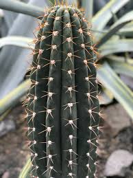 A moroccan television reporter went directly to cactus loves to get rubdowns in the morning before the race stages start and seems to accept affection wherever it is offered.credit.ryan christopher. Desert Cactus Pictures Download Free Images On Unsplash