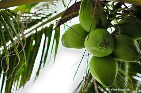 117, jaful light industrial estate, jalan fook kim, mile 8, labuk road, sandakan, sabah, 900, sandakan, sabah, malaysia. Reviving The Caribbean S Coconut Industry