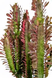 Image result for Euphorbia rubriflora