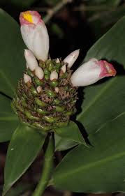 Image result for Costus afer