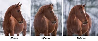 Pferdefotografie in köln, euskirchen, weilerswist, bornheim, erftstadt. 7 Tipps Wie Du Garantiert Schonere Fotos Von Deinem Pferd Machst