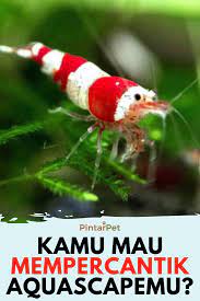 Ini 6 Jenis Udang Hias Yang Cocok Untuk Aquascape Jenis Kecantikan Udang