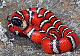 California Mountain Kingsnake Lampropeltis Zonata California King Snake Pet Snake Snake Lovers