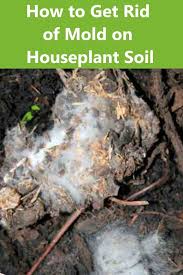 Aug 06, 2014 · healthy green plant the tds should increase by 50 every week, and the ec by 0.1. How To Get Rid Of Mold On Houseplant Soil Plant Soil Mold On Plant Soil House Plant Soil