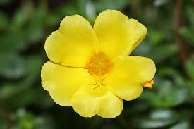 Image result for Portulaca centrali-africana