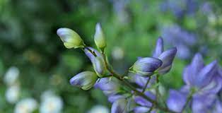 Aconite Uses Benefits Dangers Side Effects And Poisoning Dr Axe