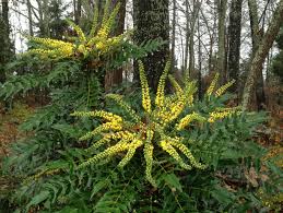 We did not find results for: February Leatherleaf Mahonia