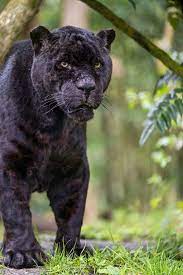 Buzz Standing Big Animals Big Cats Wild Cats