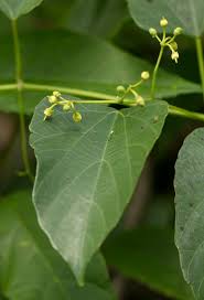 Image result for Cissus integrifolia