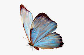 See more ideas about butterfly, png, butterfly clip art. Real Blue Butterfly Png Transparent Png Transparent Png Image Pngitem