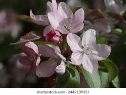 Image result for Malus × purpurea