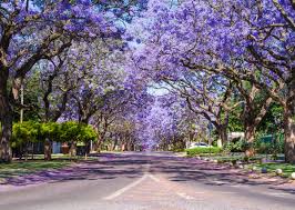 Check spelling or type a new query. Most Beautifully Unique Trees And Forest In The World