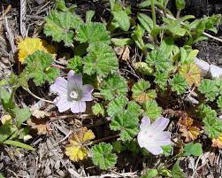 Image result for Malva neglecta