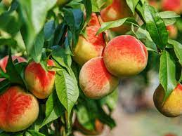 So, altogether this tree yielded 39 kg of fruit. No Fruit On Peach Trees What Do You Need For Peach Trees To Get Fruit