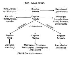 the kingdom system of organisms classification top 6 concepts