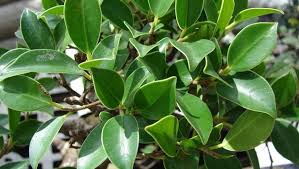 We did not find results for: A Breath Of Fresh Air These Plants Purify The Air Inside Your House Health Hindustan Times