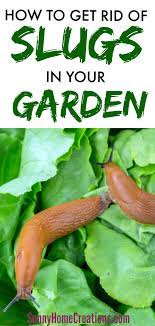 The slugs will fall into the beer and drown. How To Get Rid Of Slugs Naturally Getting Rid Of Slugs Organic Gardening Tips Slugs In Garden