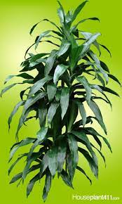 Having large, light green leaves with a slender, waxy, and dark foliage, it creates quite a bold statement and pairs well with the surroundings. Dracaenas Should Not Be Fed During The Winter Read More Care Tips For Dracaenas At Houseplant411 Com Dracaena Plant Dracaena Janet Craig Plants