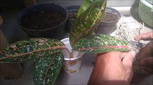 6455 How To Propagate Aglaonema Plant Part 2 Youtube Plants Propagating Plants Propagation