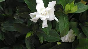 They seem to take sun or shade but not. Gardening Gardenias And Florida