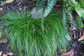 Image result for Carex