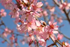 The flower clusters borne on the tips of branches come in different shades of pink and purple or in white. Trees That Bloom Pink In Spring Fairview Garden Center